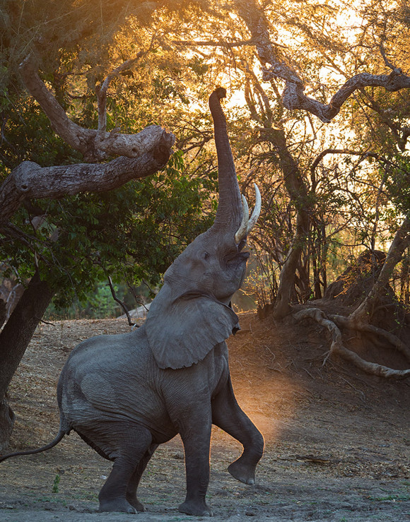 elephanty elephanty